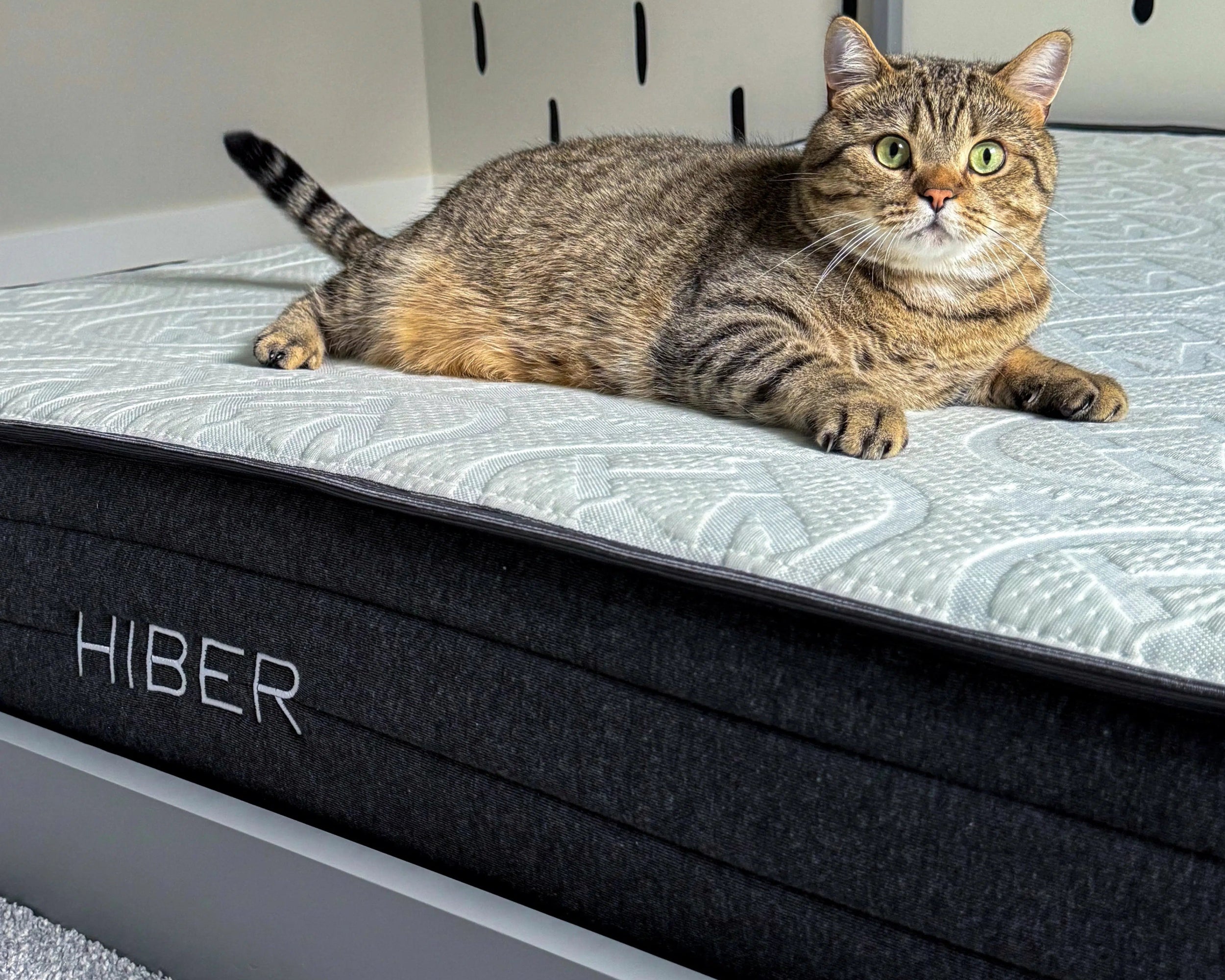 Cat laying on a Hiber Mattress.