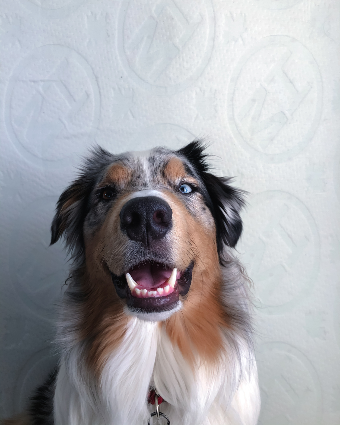 Even Your Dog Knows the Bed Matters: Celebrating National Dog Day with Haven