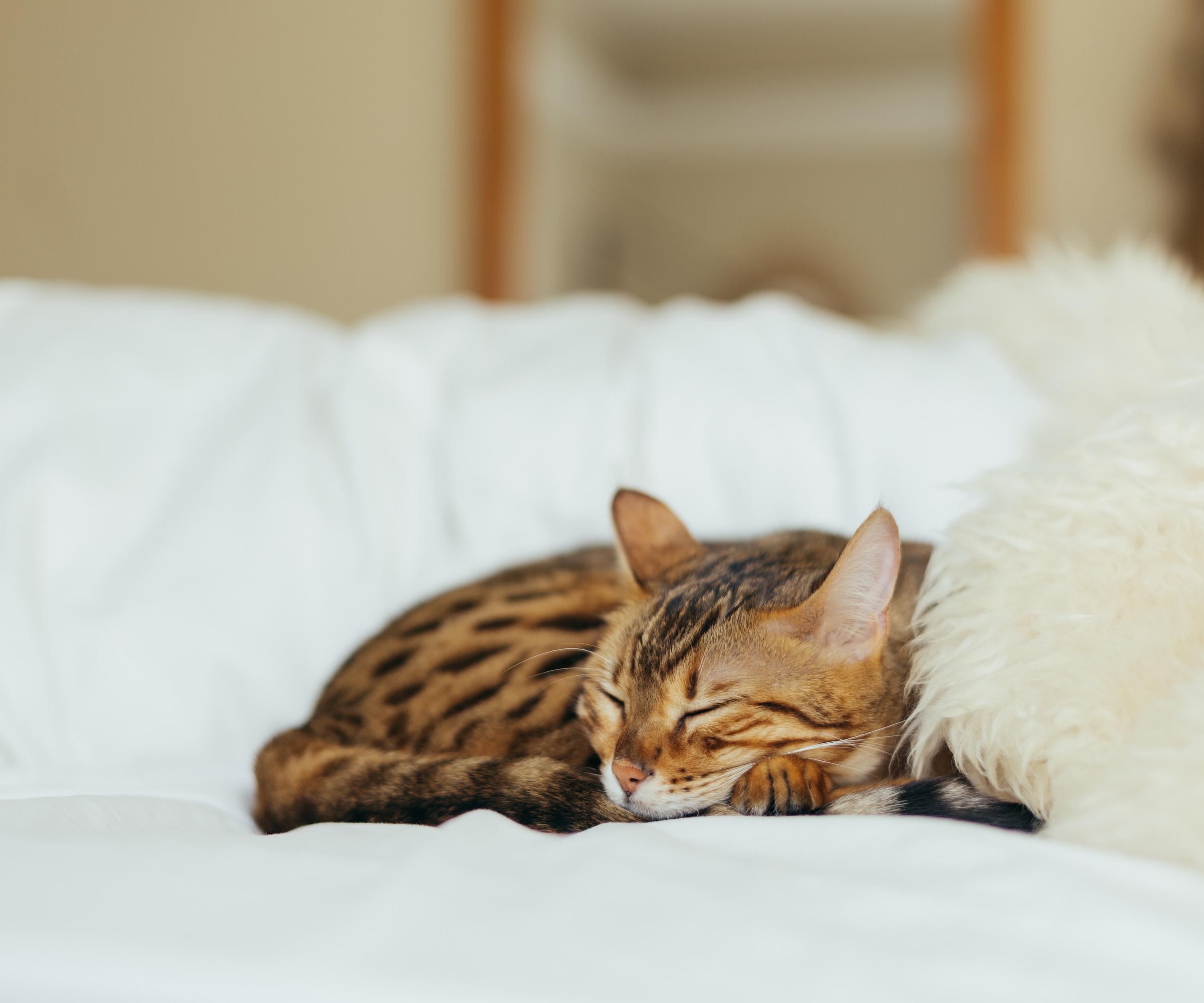 Understanding Our Sleep Cycle: REM and non-REM Sleep