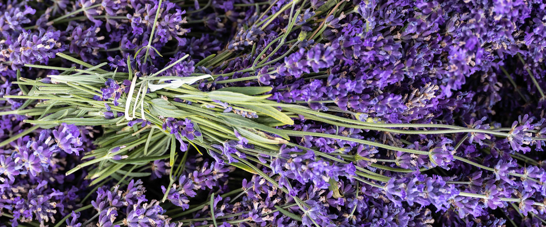 Lavender for Sleep: Nature’s Secret to Restful Nights