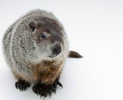 Ground Hog Day Sleep Hacks