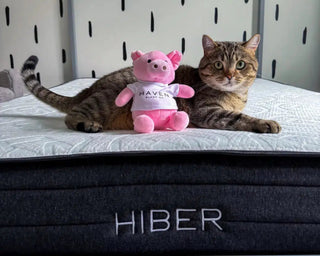 Stuffed Animal