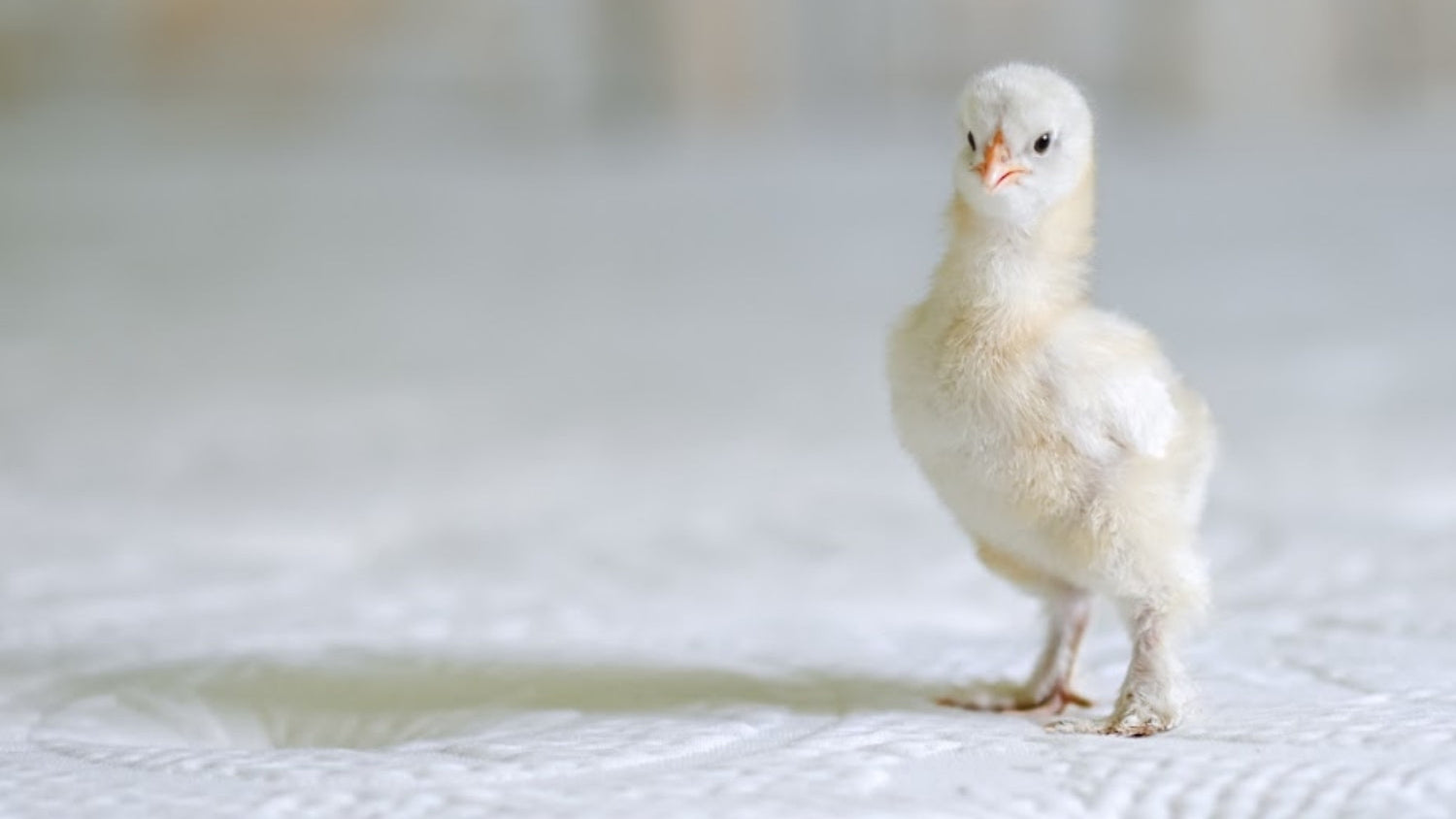 Small white chick standing on a textured surface with a blurred background