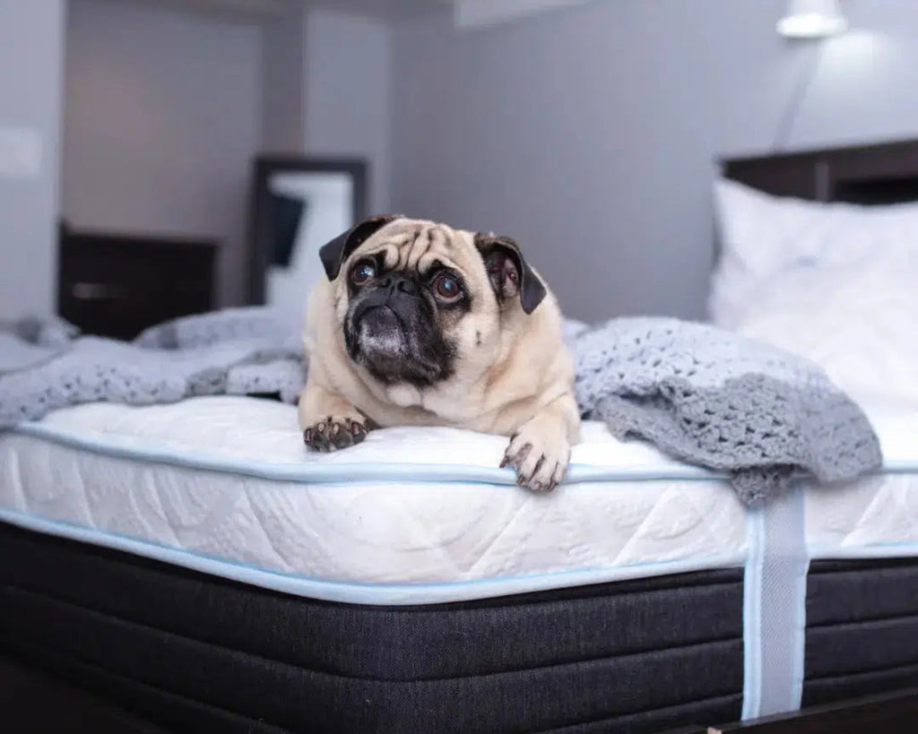 Pug lying comfortably on a Haven Sleep Co. Eurotop Hybrid mattress in a cozy bedroom, showcasing the mattress's plush support and pet-friendly comfort.