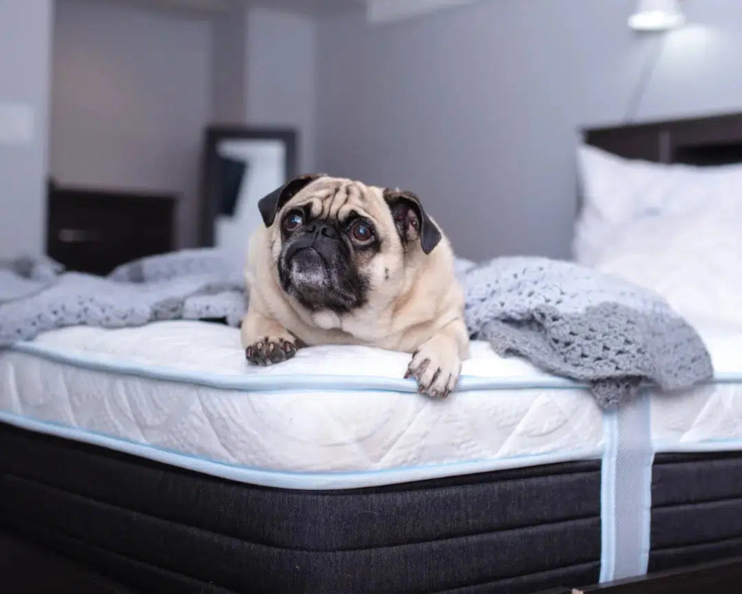 Pug lying comfortably on a Haven Sleep Co. Eurotop Hybrid mattress in a cozy bedroom, showcasing the mattress's plush support and pet-friendly comfort.